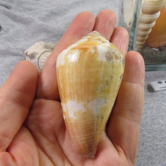 REAL Sea Shells in a Glass Square Vase and sand #6 - Picture 8 of 9